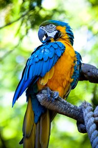 Preview wallpaper macaw, parrot, bird, bright, colorful