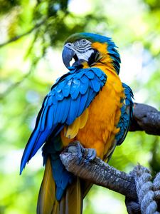 Preview wallpaper macaw, parrot, bird, bright, colorful