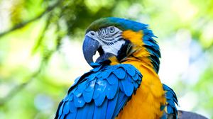 Preview wallpaper macaw, parrot, bird, bright, colorful