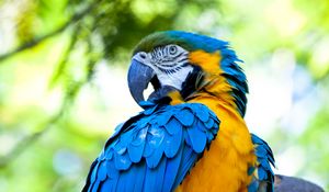 Preview wallpaper macaw, parrot, bird, bright, colorful
