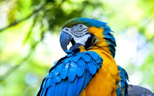 Preview wallpaper macaw, parrot, bird, bright, colorful