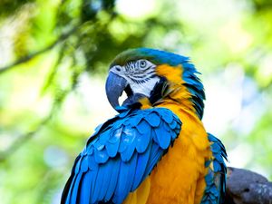 Preview wallpaper macaw, parrot, bird, bright, colorful