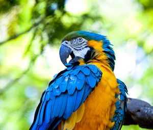 Preview wallpaper macaw, parrot, bird, bright, colorful