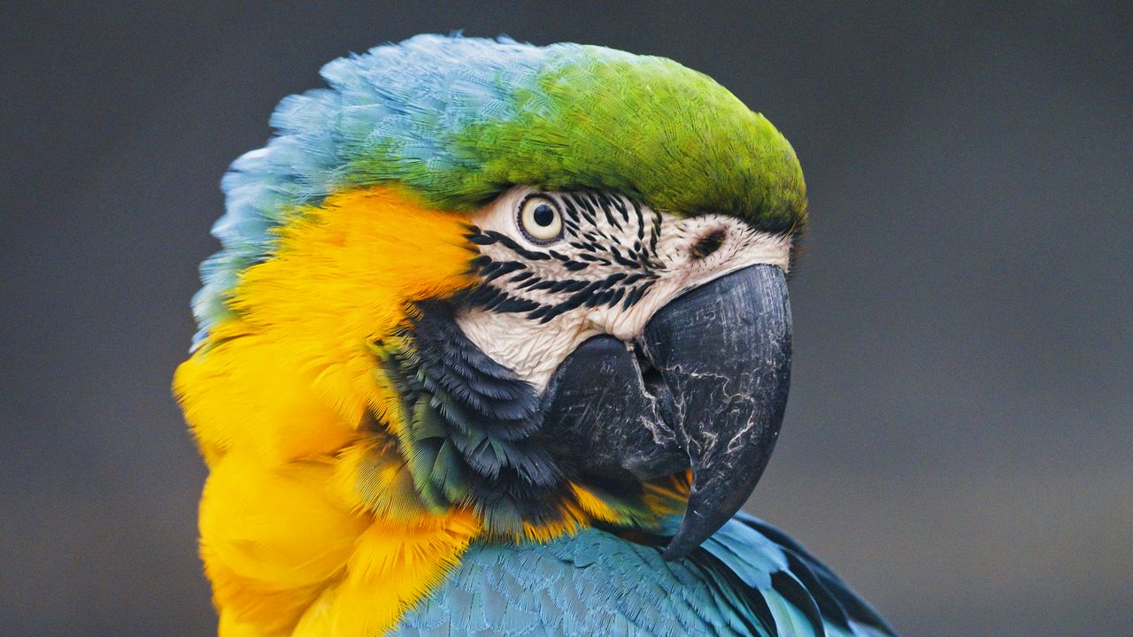 Wallpaper macaw, parrot, bird, colorful, wild