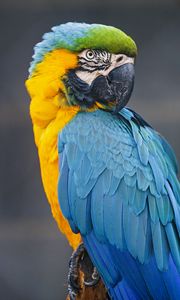 Preview wallpaper macaw, parrot, bird, colorful, wild