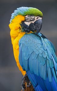 Preview wallpaper macaw, parrot, bird, colorful, wild