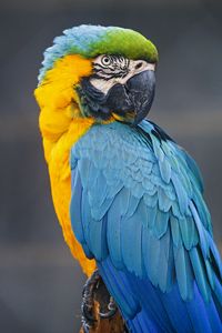 Preview wallpaper macaw, parrot, bird, colorful, wild