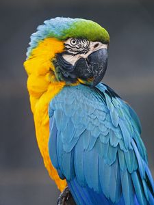 Preview wallpaper macaw, parrot, bird, colorful, wild