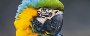 Preview wallpaper macaw, parrot, bird, colorful, wild