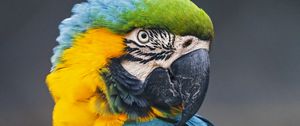 Preview wallpaper macaw, parrot, bird, colorful, wild