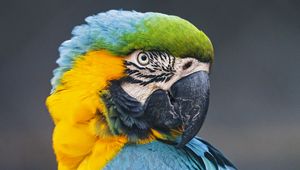 Preview wallpaper macaw, parrot, bird, colorful, wild