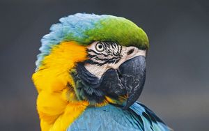 Preview wallpaper macaw, parrot, bird, colorful, wild