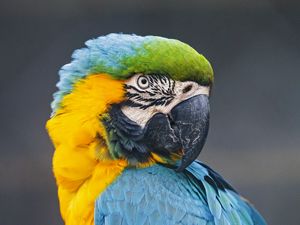 Preview wallpaper macaw, parrot, bird, colorful, wild