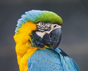 Preview wallpaper macaw, parrot, bird, colorful, wild