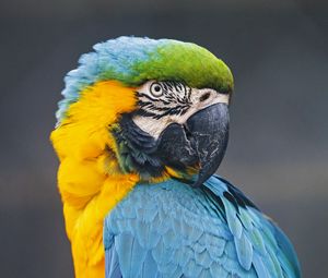 Preview wallpaper macaw, parrot, bird, colorful, wild