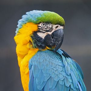 Preview wallpaper macaw, parrot, bird, colorful, wild