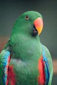 Preview wallpaper macaw, parrot, bird, green, colorful