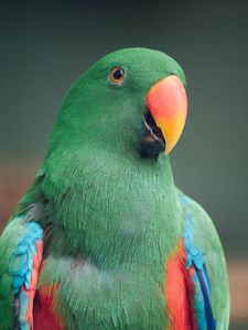 Preview wallpaper macaw, parrot, bird, green, colorful