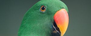 Preview wallpaper macaw, parrot, bird, green, colorful