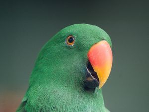 Preview wallpaper macaw, parrot, bird, green, colorful