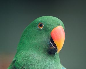 Preview wallpaper macaw, parrot, bird, green, colorful