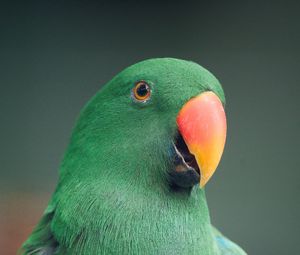 Preview wallpaper macaw, parrot, bird, green, colorful