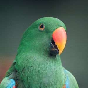 Preview wallpaper macaw, parrot, bird, green, colorful