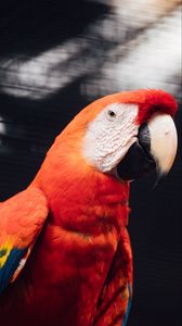 Preview wallpaper macaw, parrot, bird, red