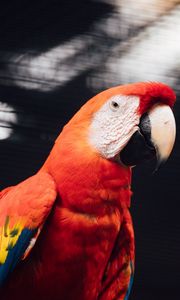 Preview wallpaper macaw, parrot, bird, red