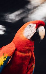 Preview wallpaper macaw, parrot, bird, red