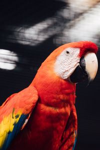 Preview wallpaper macaw, parrot, bird, red