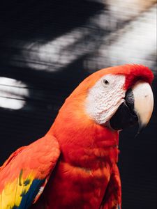 Preview wallpaper macaw, parrot, bird, red