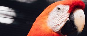 Preview wallpaper macaw, parrot, bird, red