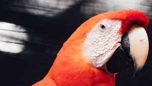 Preview wallpaper macaw, parrot, bird, red