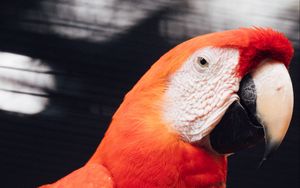 Preview wallpaper macaw, parrot, bird, red