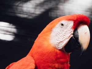 Preview wallpaper macaw, parrot, bird, red