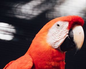 Preview wallpaper macaw, parrot, bird, red