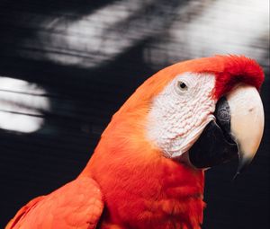 Preview wallpaper macaw, parrot, bird, red