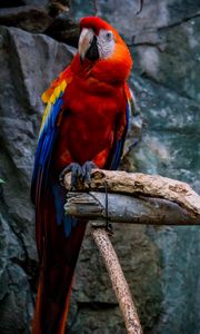 Preview wallpaper macaw, parrot, bird, colorful, red