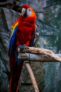 Preview wallpaper macaw, parrot, bird, colorful, red