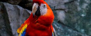 Preview wallpaper macaw, parrot, bird, colorful, red