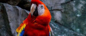 Preview wallpaper macaw, parrot, bird, colorful, red