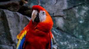 Preview wallpaper macaw, parrot, bird, colorful, red