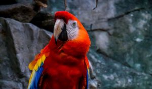 Preview wallpaper macaw, parrot, bird, colorful, red