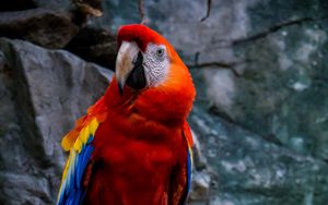 Preview wallpaper macaw, parrot, bird, colorful, red