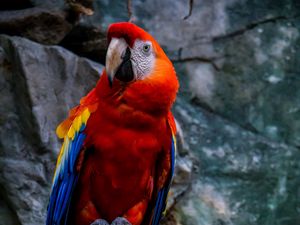 Preview wallpaper macaw, parrot, bird, colorful, red