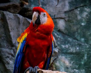 Preview wallpaper macaw, parrot, bird, colorful, red