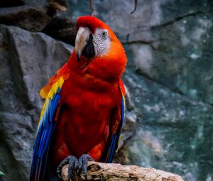 Preview wallpaper macaw, parrot, bird, colorful, red