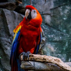 Preview wallpaper macaw, parrot, bird, colorful, red