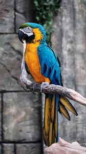 Preview wallpaper macaw, parrot, bird, branch, colorful